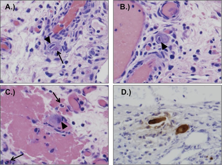 FIGURE 1