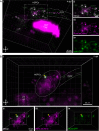 Figure 1—figure supplement 5.