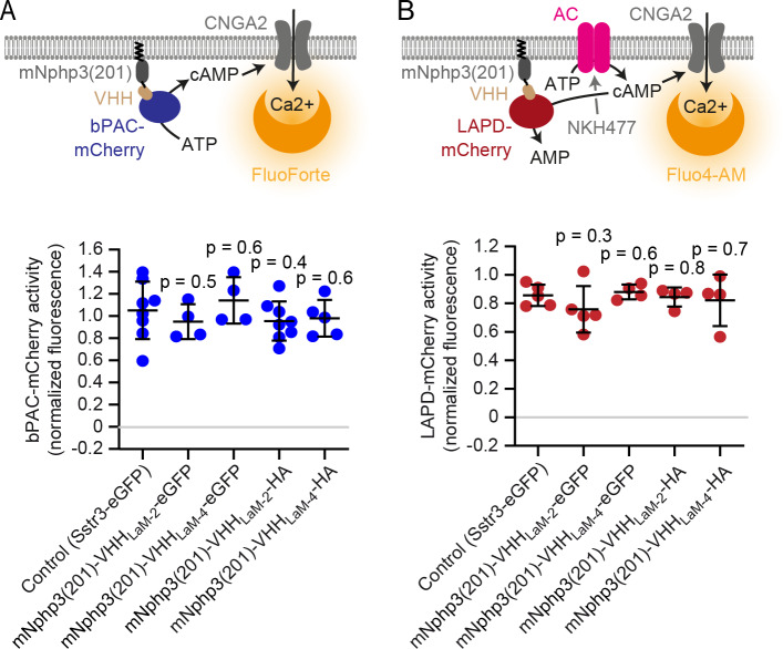 Figure 2—figure supplement 3.