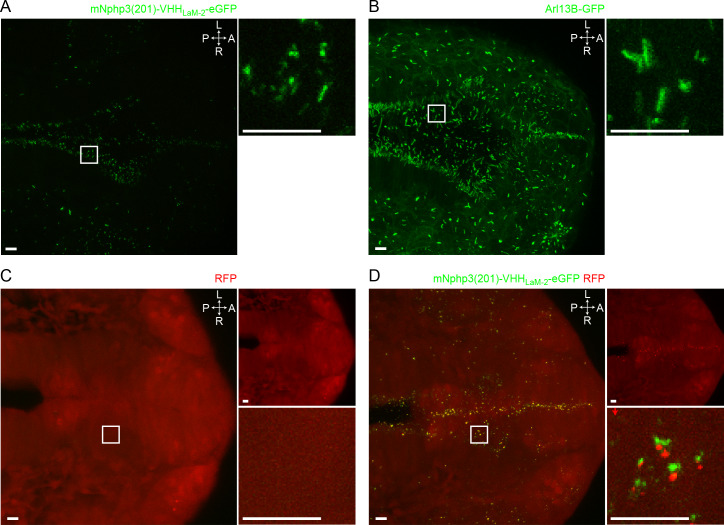 Figure 5—figure supplement 1.