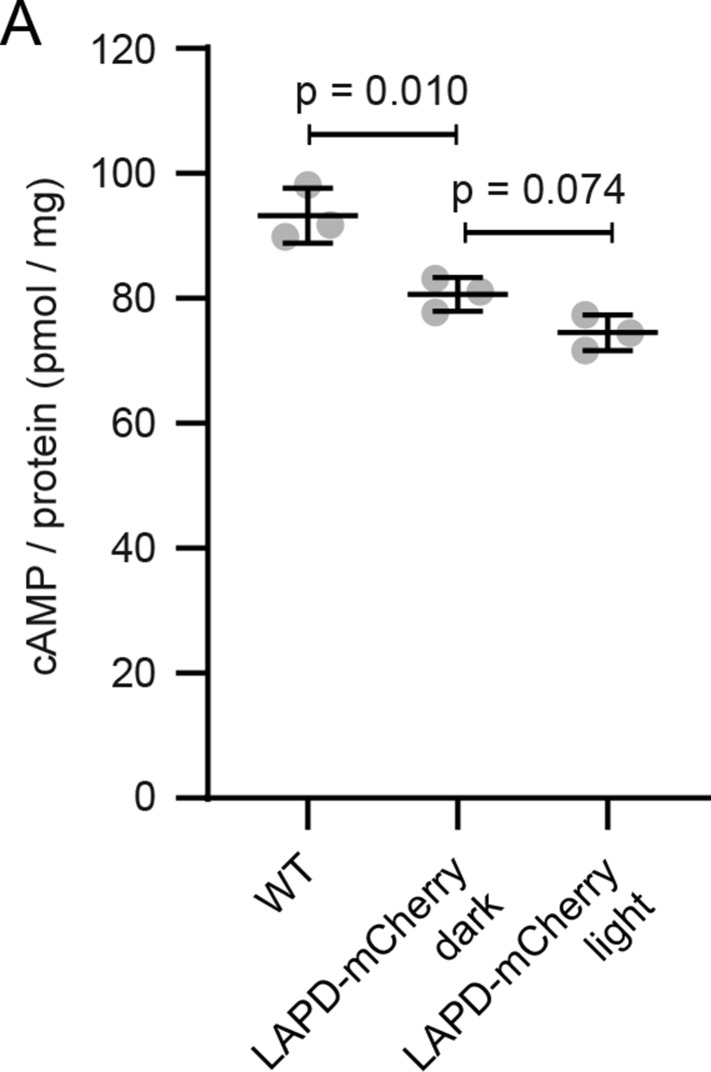 Figure 6—figure supplement 1.