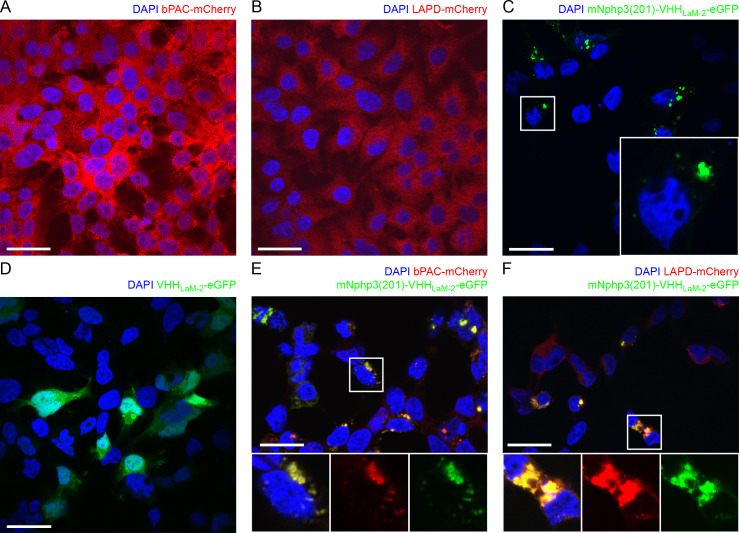 Figure 2—figure supplement 2.