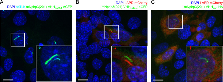 Figure 2—figure supplement 1.