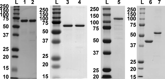 FIGURE 1.