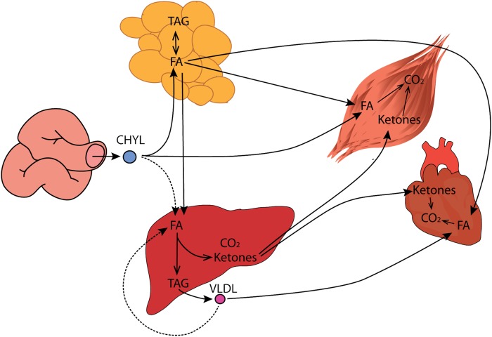 Fig. 12.