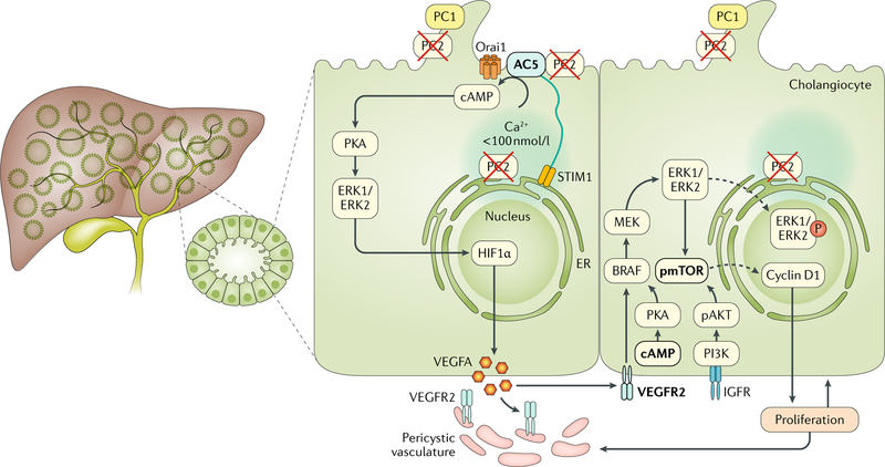 Fig. 2 |