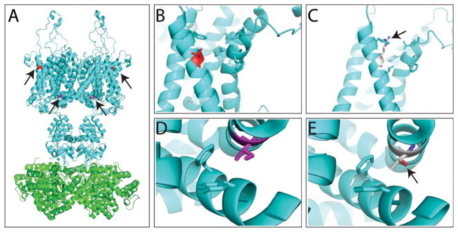 Fig. 2