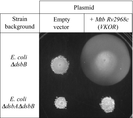 Fig. 5.