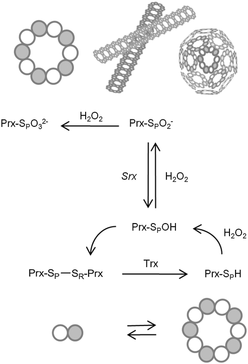 FIG. 1.