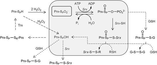 FIG. 3.