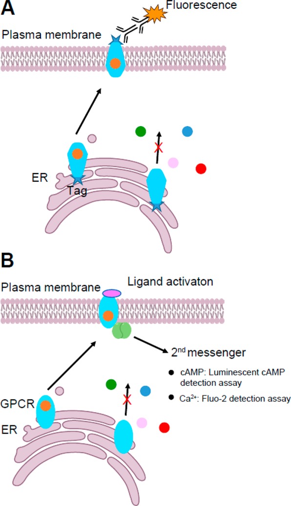 Figure 31