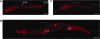 F<sc>igure</sc> 3.—