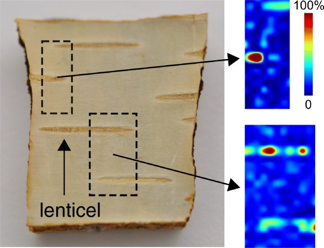 Fig. 7