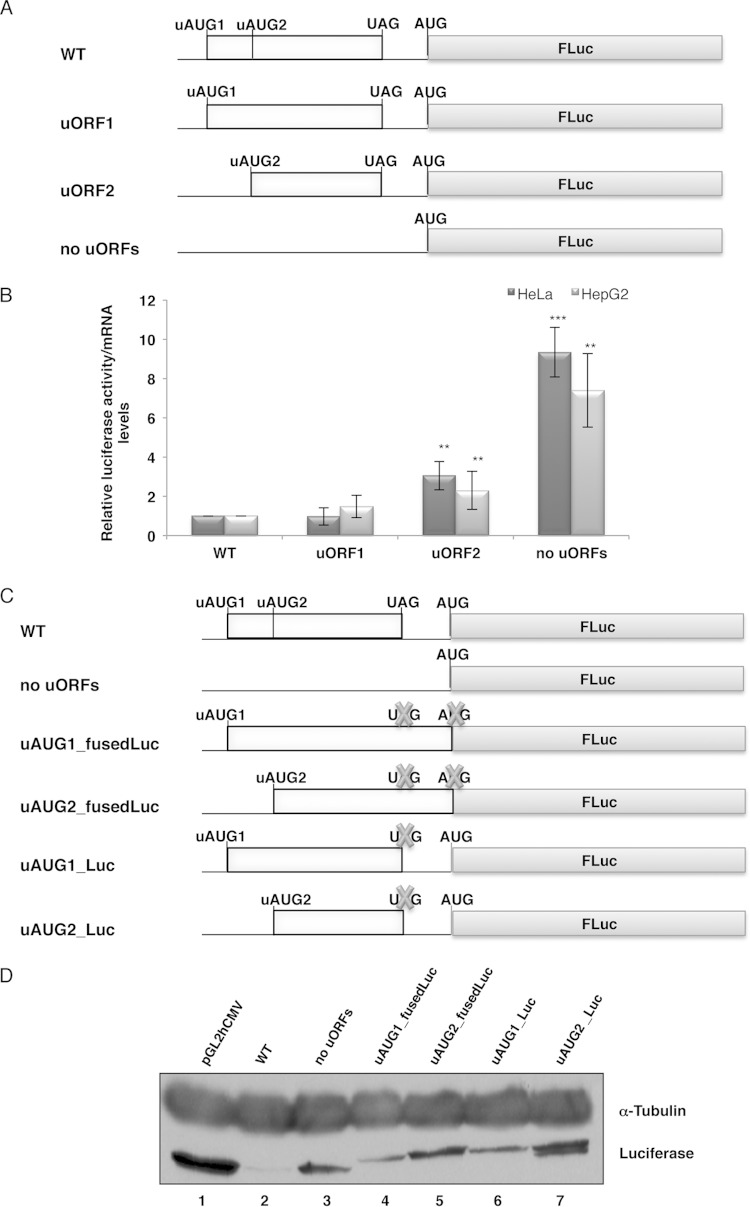 FIG 1