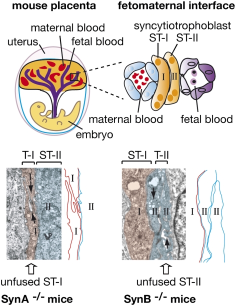 Fig. P1.