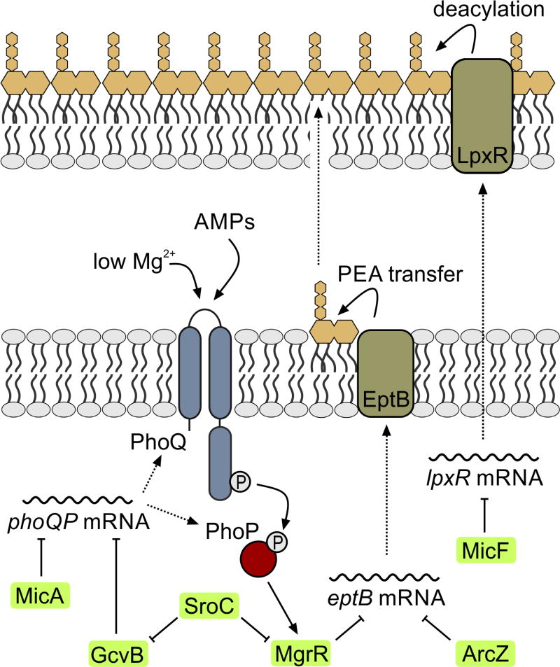 FIGURE 3