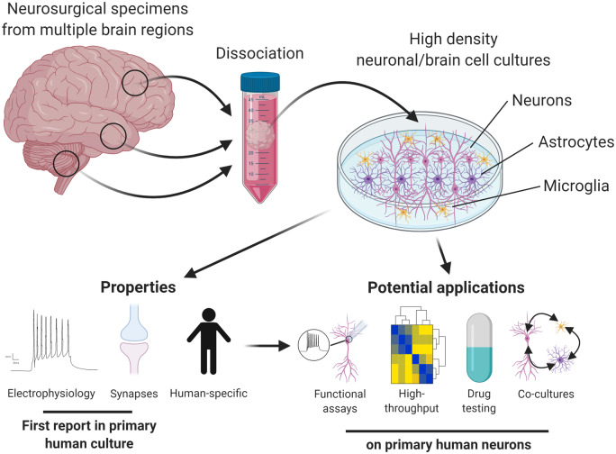 Graphical Abstract