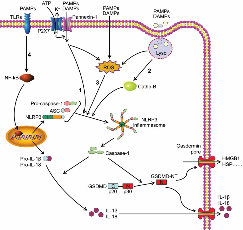 Figure 1