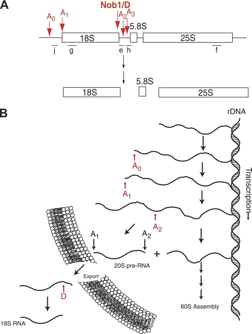 FIGURE 1.