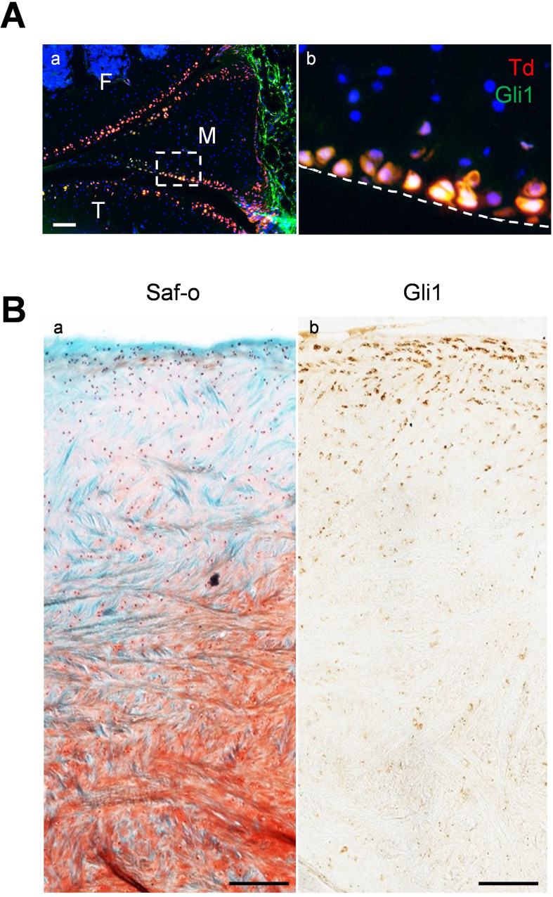 Figure 1—figure supplement 4.