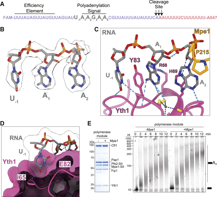 Figure 2