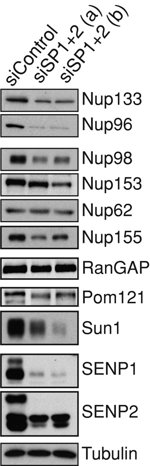 FIGURE 5: