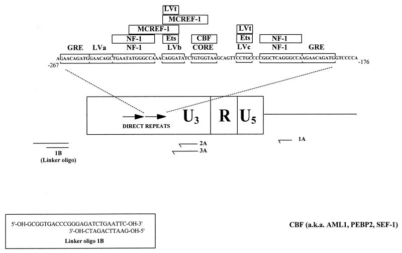 FIG. 1