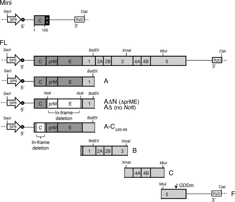 FIG 2