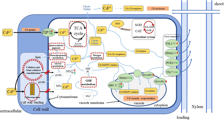 Figure 6