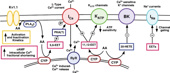 Figure 4