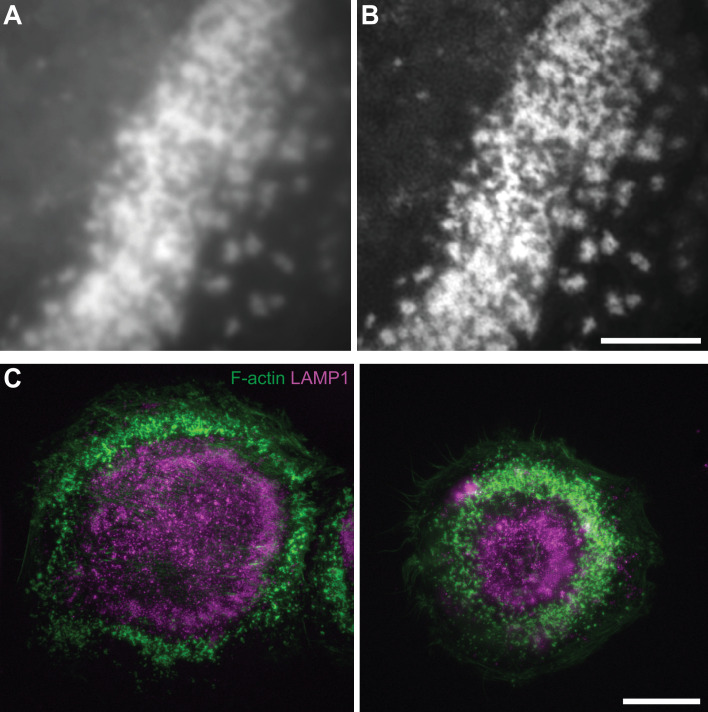 Figure 2—figure supplement 2.