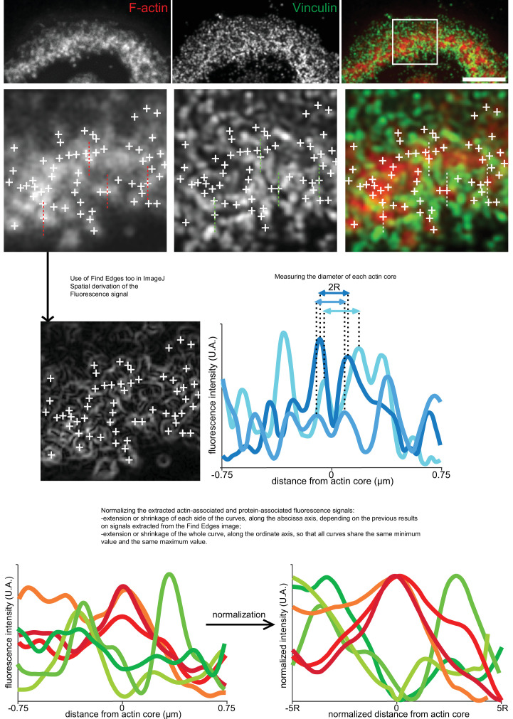 Figure 4—figure supplement 1.