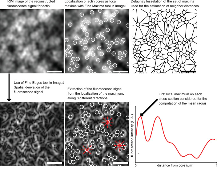 Figure 2—figure supplement 3.