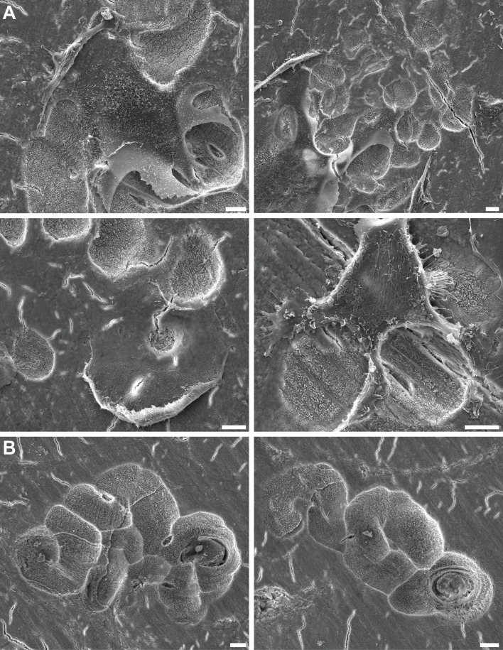 Figure 2—figure supplement 1.