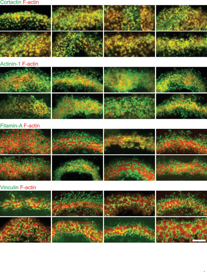 Figure 4—figure supplement 2.