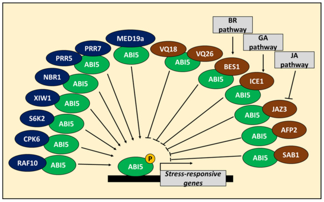 Updates on the Role of ABSCISIC ACID INSENSITIVE 5 (ABI5) and ABSCISIC ...