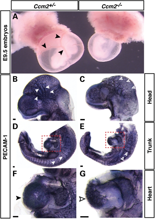 Figure 1.