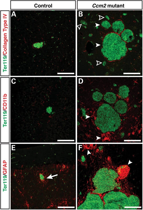 Figure 6.