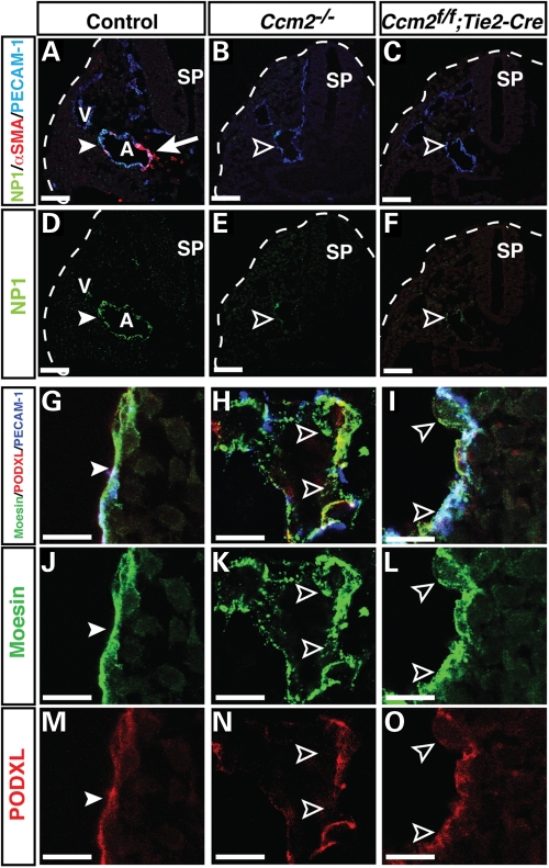 Figure 2.