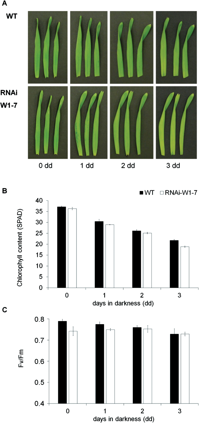 Fig. 7.