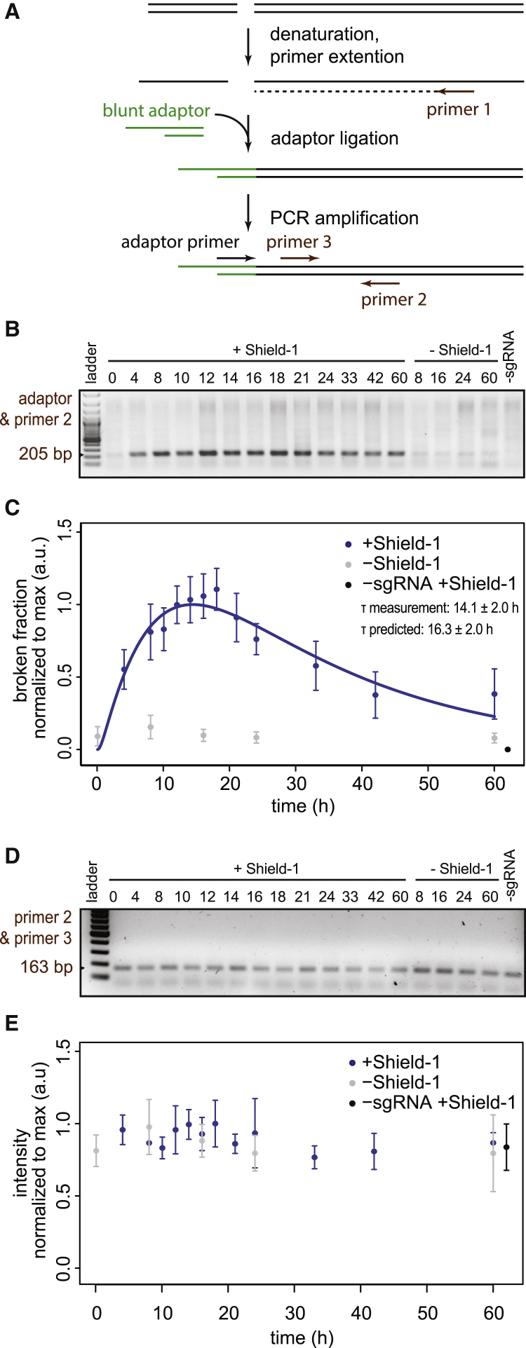 Figure 3