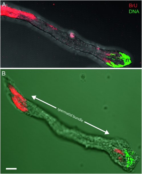 Figure 2.—