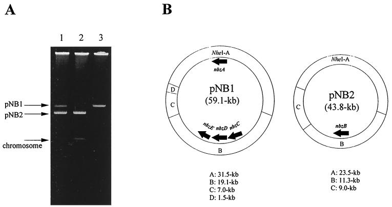 FIG. 2