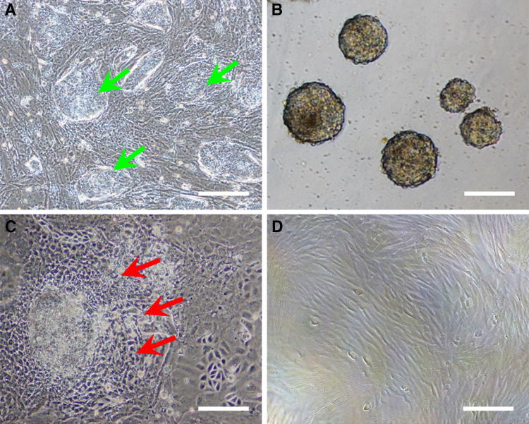 Fig. 3