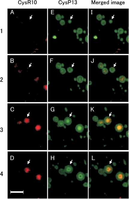 Fig. 2