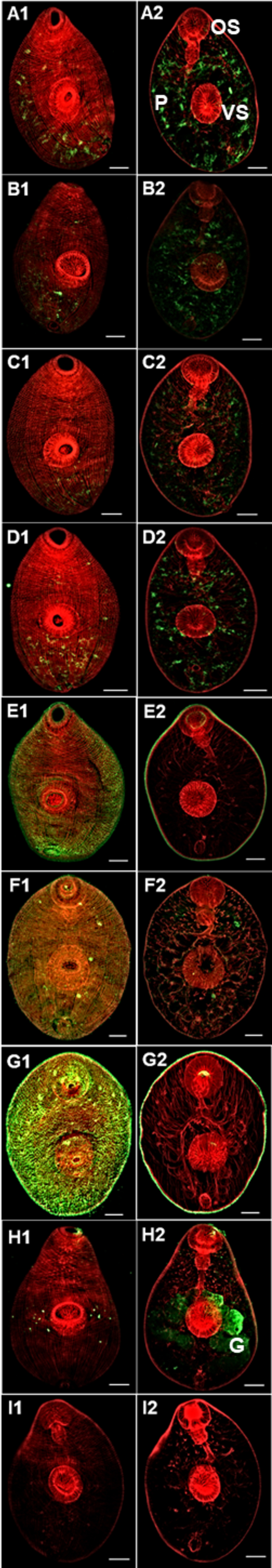 Fig. 5