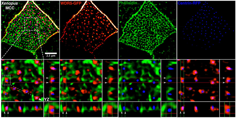 Figure 5: