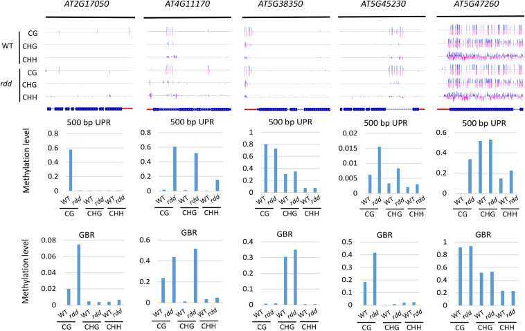 FIGURE 4