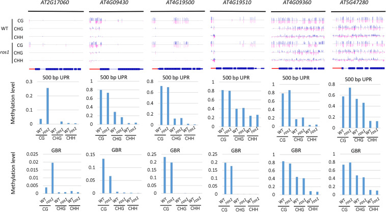 FIGURE 6