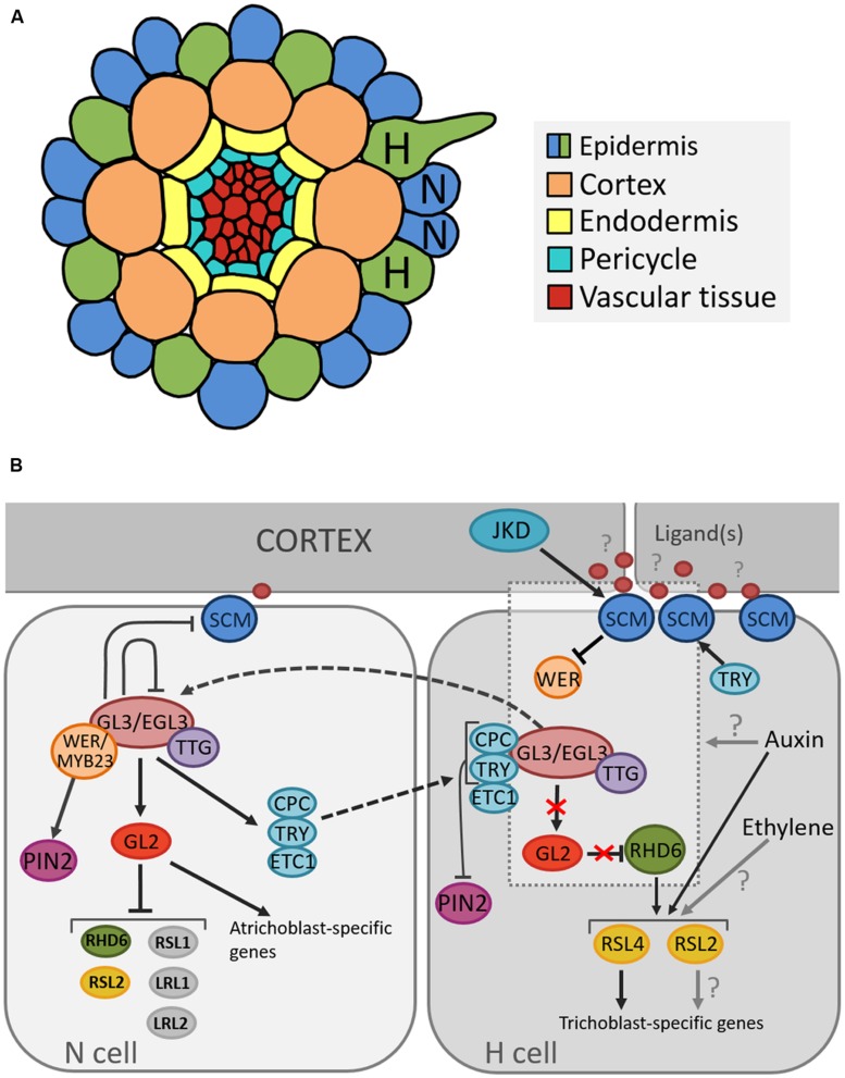 FIGURE 2